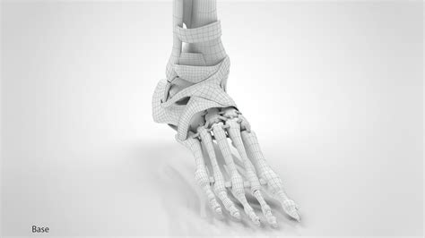 Lower Limb Skeleton 3D model | CGTrader