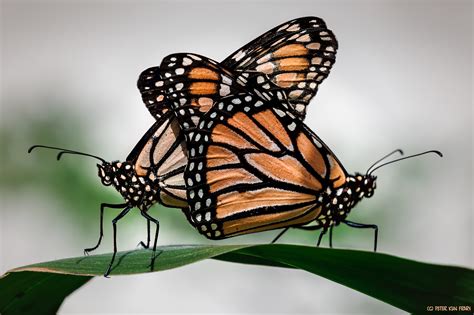 Monarch Butterflies Mating Honolulu HI Moiliili Community Garden