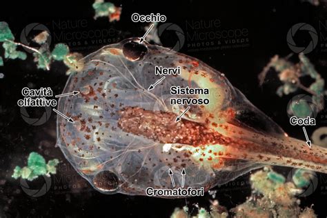 Xenopus Laevis Xenopo Liscio Girino Testa Stadio Di Larva