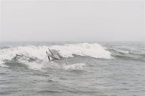 A Dolphin Jumping above the Ocean Surface · Free Stock Photo