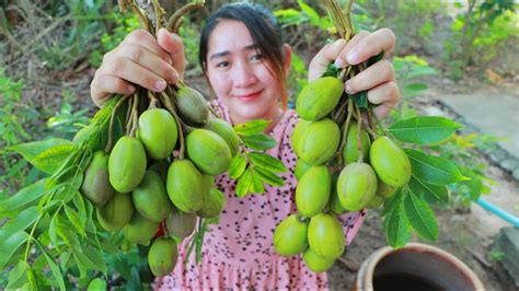 Yummy June Plum Fruit Eating Tiny Shrimp Past Sauce Picking June Plum