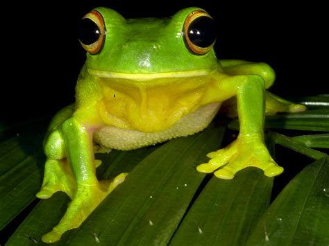 Litoria xanthomera - Daintree Rainforest