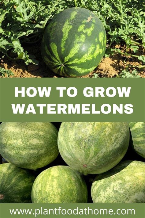 How To Grow Watermelons Planting Caring And Harvesting Watermelons