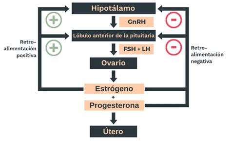 Retroalimentación Hormonal Labster Theory