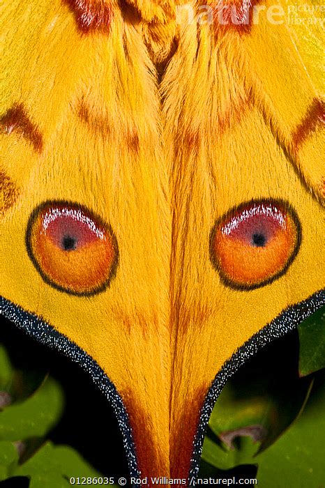 Nature Picture Library Male Comet Moth Madagascan Moon Moth Argema