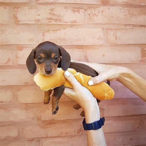 10+ Adorable Sausage Dog Pics To Put A Smile On Your Face