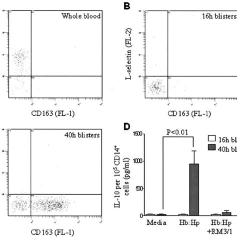 Cd163 Dependence Of Hbhp Complex Binding And Il 10 Induction A And B