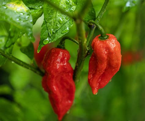 How to grow chili peppers – tips to enjoy a long and…