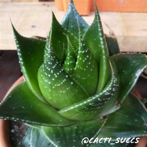 Aloe Cosmo Green Pearl Aloe Cosmo Uploaded By Jdpalmer