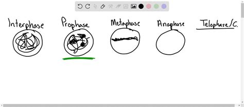 Solved Label Each Whitefish Blastula Image Indicated In The Lab Manual