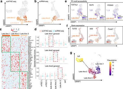 Chromatin Accessibility Gene Expression And Differentiation