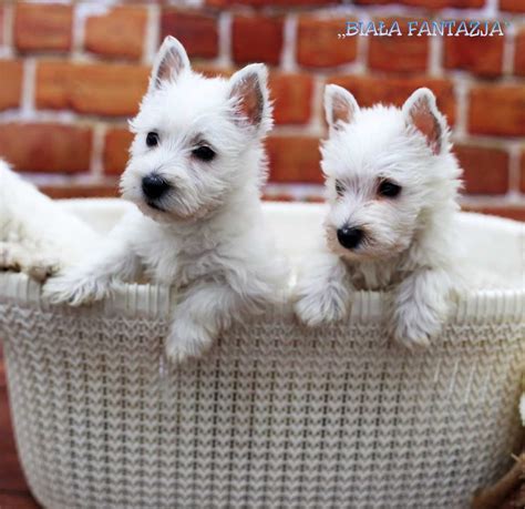 West Highland Terrier Szczeniak Pi Kna Suczka D Widzew Olx Pl