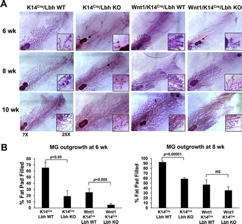 Mammary Gland Development In Lbh Deficient Mmtv Wnt Transgenic Mice