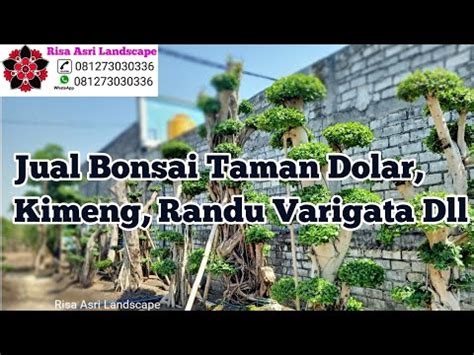 Bonsai Taman Fosil Dolar Kimeng Youtube