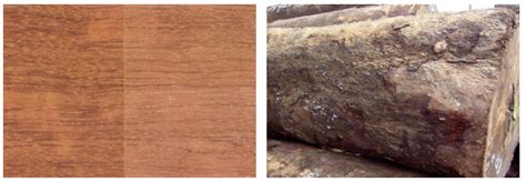 KEVA « Bois et Scierie du Gabon (BSG)