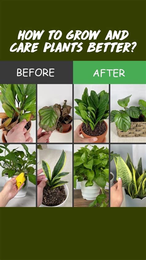 How To Propagate Prayer Plant 4 Methods To Do It Successfully Artofit