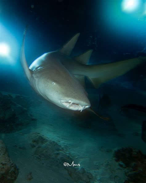 Nurse shark at Alimatha, Maldives by Maus Rashad