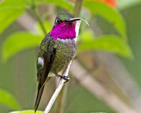 Beija Flor Estrelinha Caracter Sticas Reprodu O Alimenta O E