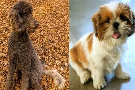 Poodle Vs Shih Tzu Which Fluffy Pup Is Right For You Top Pet Products