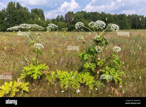 Cow Parsnip In Summer Stock Photo Alamy