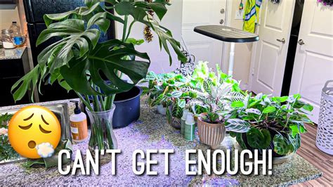 Do Some Plant Chores With Me As Well Some Houseplant Updates Good