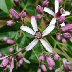 Chinaberry Tree Seeds Melia Azedarach