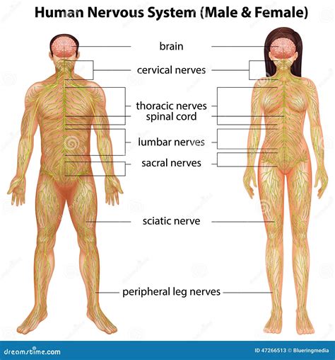 Human Nervous System Stock Vector Illustration Of Cervical