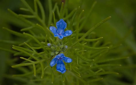 Wallpaper Flowers Nature Grass Green Herb Flower Flora Meadow Wildflower Botany Land