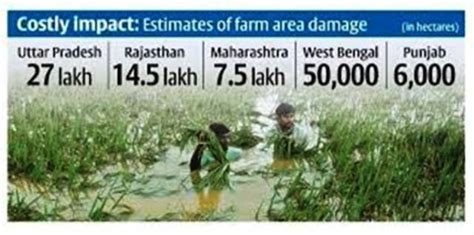 Unseasonal Rains Impact On The Crops