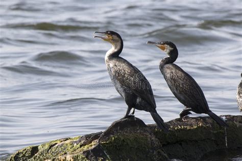 Two Great Cormorants Sitting On Rocks Lake Victoria Stock Image Image