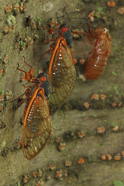 17 Year Periodical Cicada Adults Brood X Cicadas Photograph By John