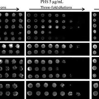 Drug Sensitivity Profile Of Several N Crassa Strains In Spot Assays