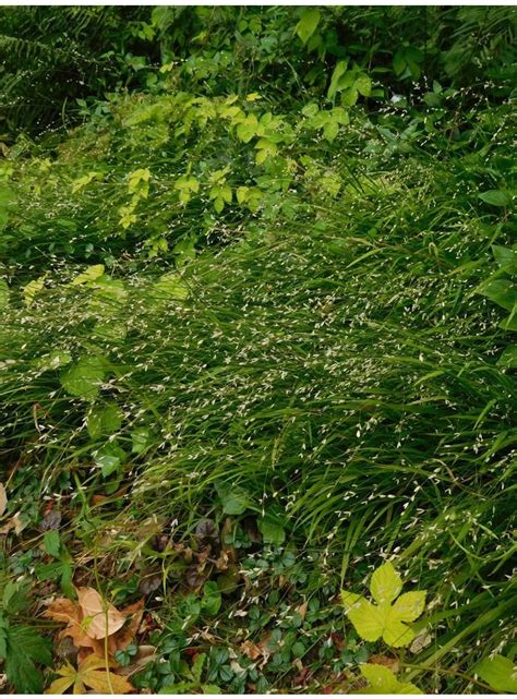 Melica Uniflora F Albida The Beth Chatto Gardens Mail Order Plants