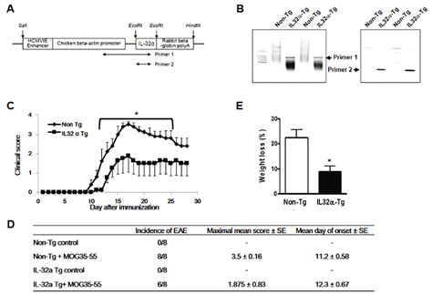 Production of IL 32α mice and MOG induced EAE A Transgene construct