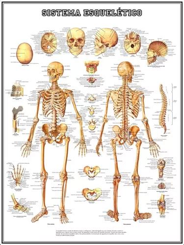 02 Posters Anatomia Corpo Humano 65cmx100cm Coluna Vertebral Sistema