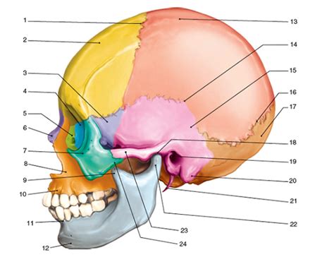 Skull Bones Labeling Quiz