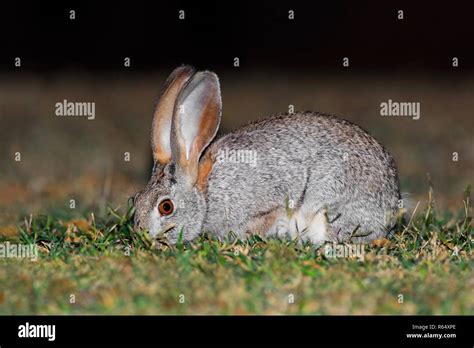 Scrub hare in natural habitat Stock Photo - Alamy