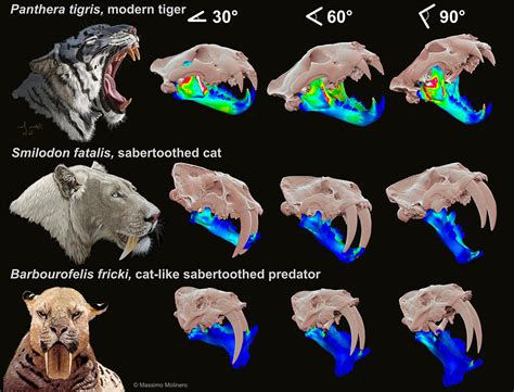 Smilodons Sabre Teeth