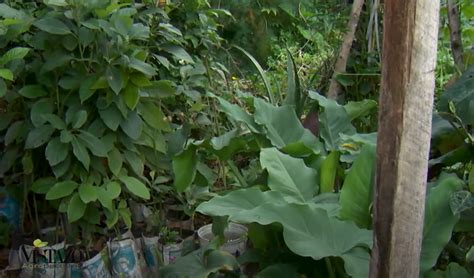 Cómo crear tu propio vivero Nucleo Rural