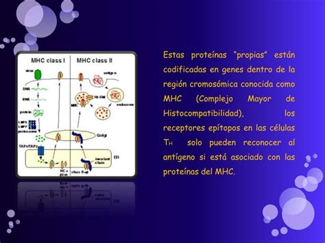 Celulas Presentadoras De Antigenos PPT