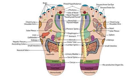 La Réflexologie Plantaire Ou Podoréflexo Camille Fischer