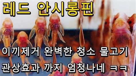 이끼제거 청소물고기 안시롱핀 키우기 암수 구분 그리고 번식 방법까지뭐라고 예전에 가격이 얼마라고 합사 어때