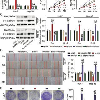 MiR 338 3p Mediated The Oncogenic Role Of Circ 0124208 On HCC Cell