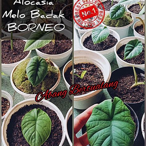 Jual Tanaman Alocasia Melo Kulit Badak Borneo Alokasia Rhinoskin