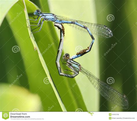 Acoplamento Familiar Dos Damselflies De Bluet Foto De Stock Imagem De