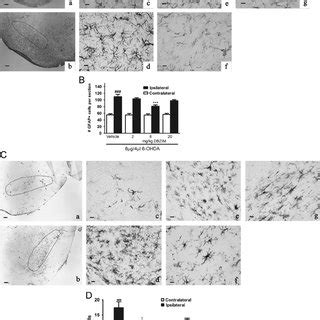 Effect Of Dbzim On The Ohda Activated Astrocytes And Microglia A