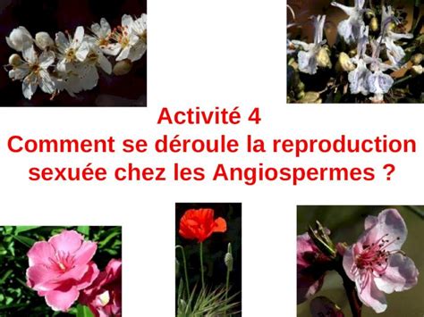 Ppt Activit Comment Se D Roule La Reproduction Sexu E Chez Les