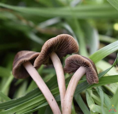 Wild Panaeolus Cinctulus Spore Print - Inoculate the World