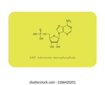 Amp Adenosine Monophosphate Nucleotide Molecular Structure Stock Vector ...