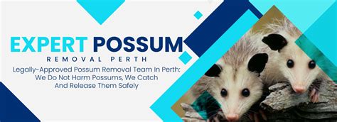 Possum Removal Perth | Brushtail Possum Removal